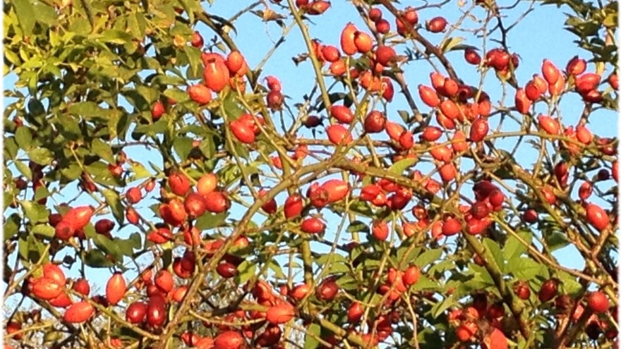 Herbstfrüchte